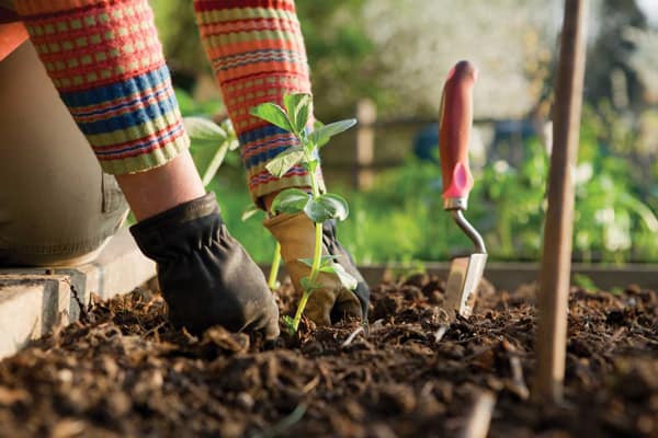 Woman gardening