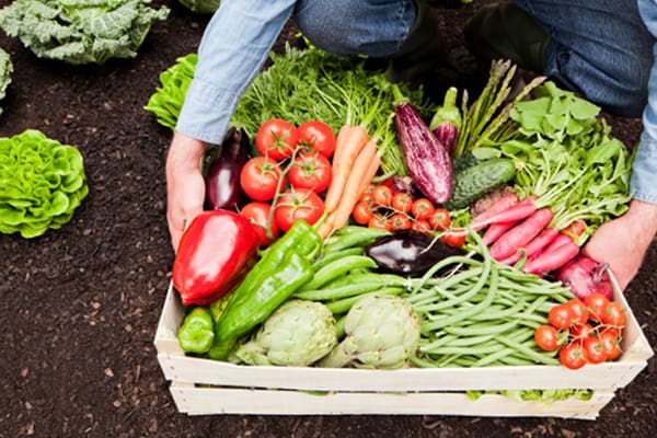 Image of gardening vegetables