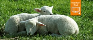 Sleeping lambs. Watch webinar at home icon.