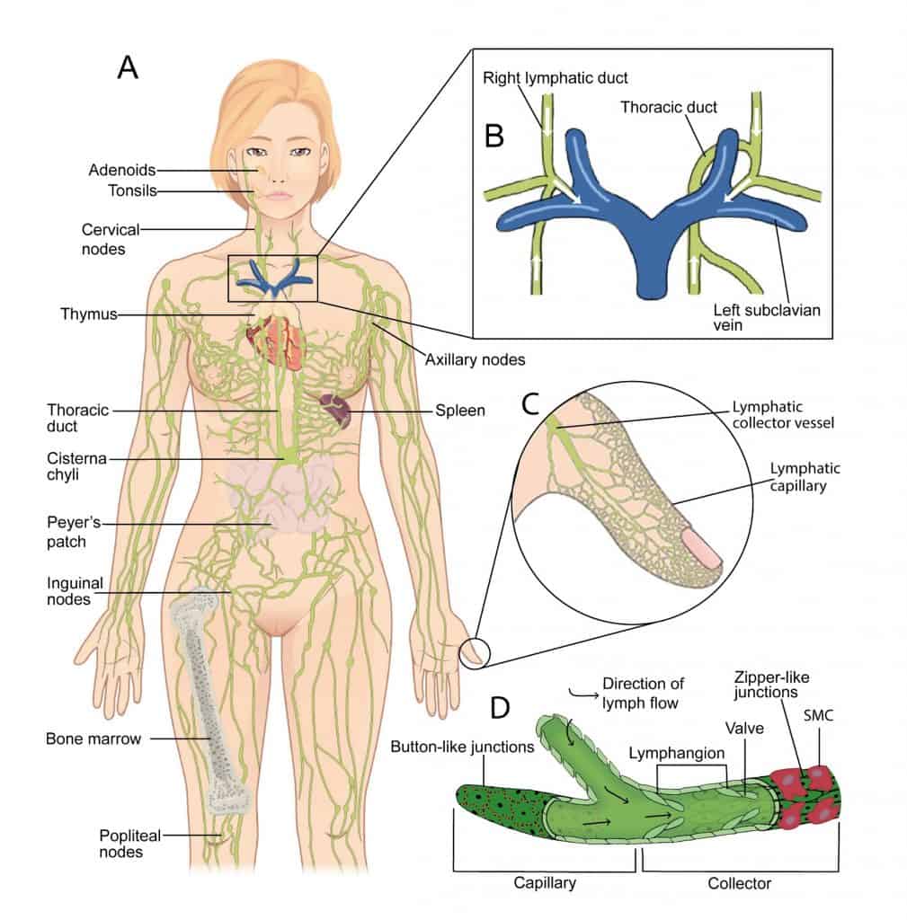 Diagram of the lymphatic system showing the lympatic vessels spreading throughout the body bringing lymph from the limbs to the thoracic duct in the centre of the chest, above the heart.