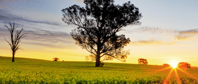 Sunset falls on a canola field with a large tree in the middle.