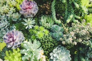 Small colourful succulents displayed together